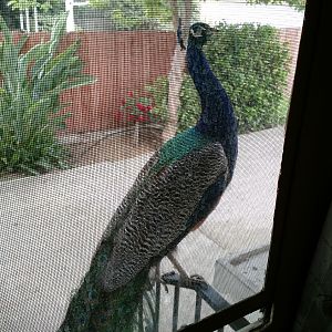 My favorite peacock, at my kitchen door
