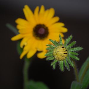 Sunflowers blooming